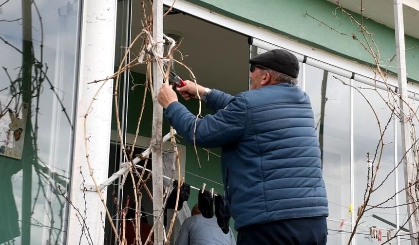 Dondan zarar gören üzüm bağları bu sezon yeniden hayat buluyor
