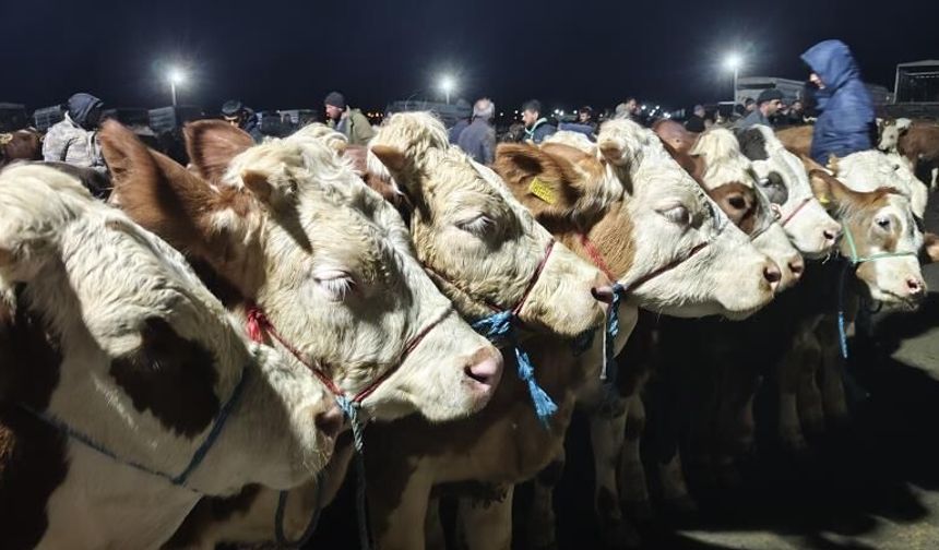 Türkiye'nin En Büyük Kurban Pazarında Hareketlilik Başladı!