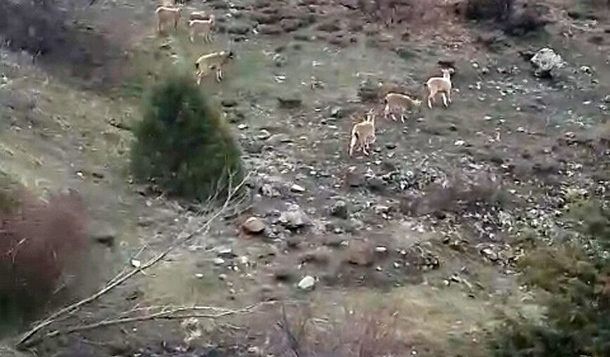 Sivas'ta yaban keçileri köy sınırlarına kadar indi