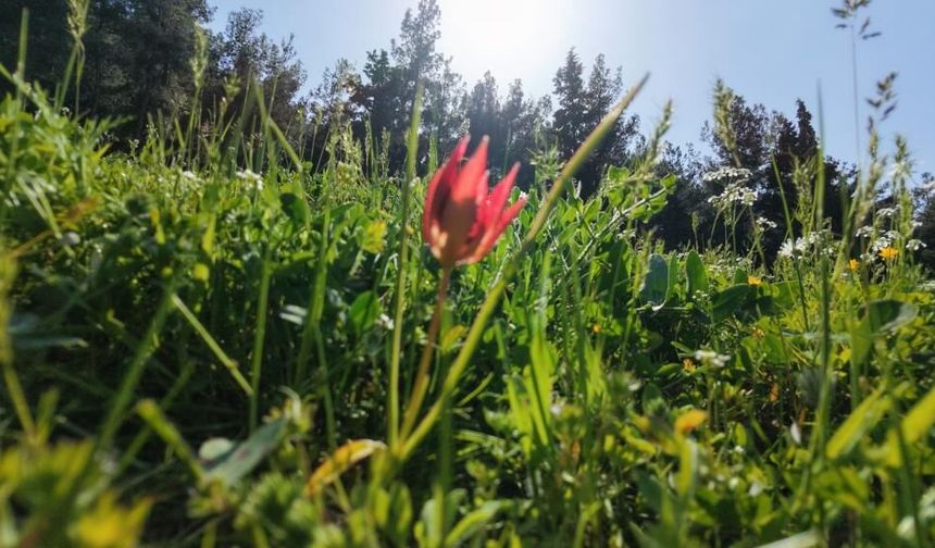 Güzelliği Büyülüyor, Cezası El Yakıyor! Cezası 699 Bin 245 TL