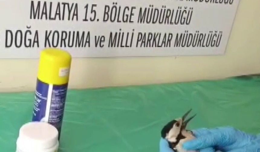Sivas’ta Ölmek Üzereydi! 4 Günlük Tedaviyle Yeniden Uçtu