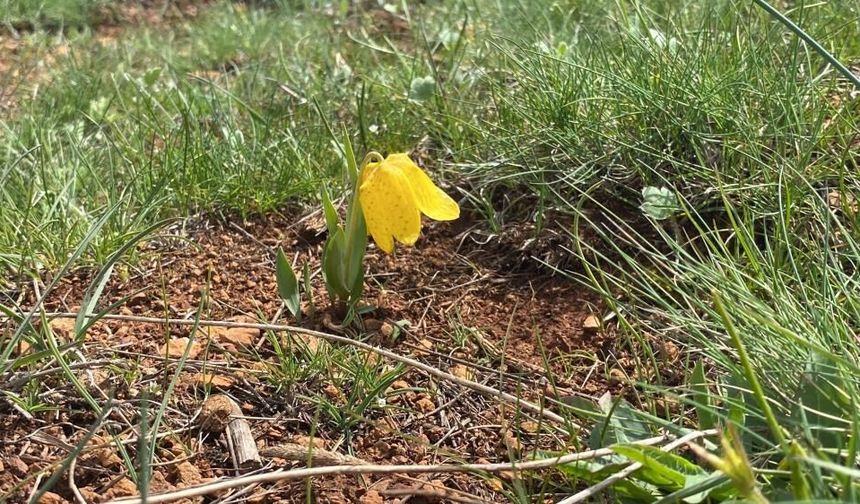 Sivas'ta Bu Çiçeğe Dokunan Yandı!