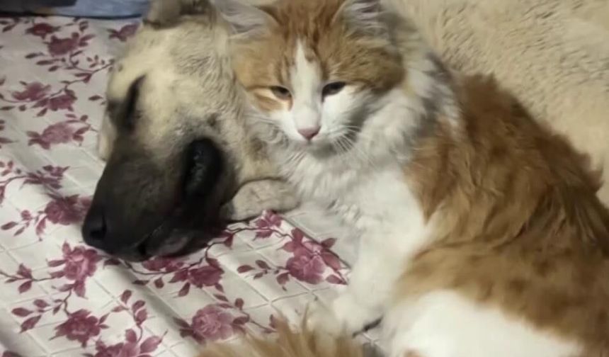 Sivas’ta Kangal ile kedinin şaşırtan dostluğu