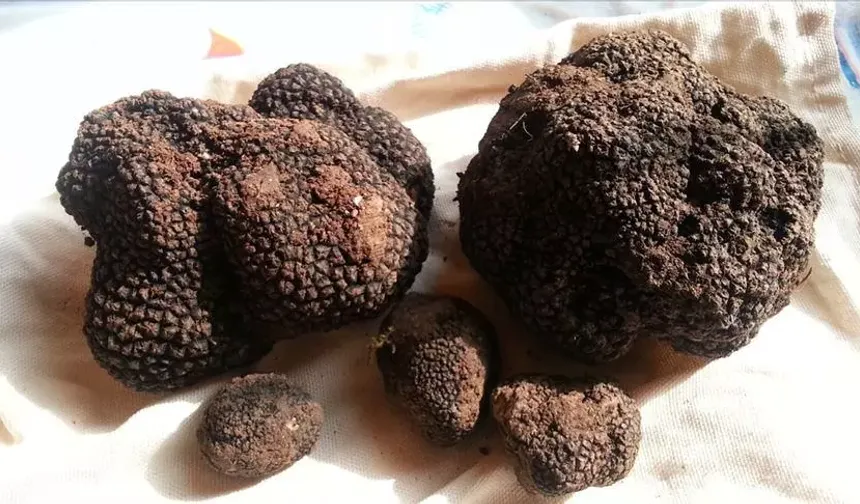 Türkiye'de servet Buldu! Kilosu 18 Bin 500 TL!