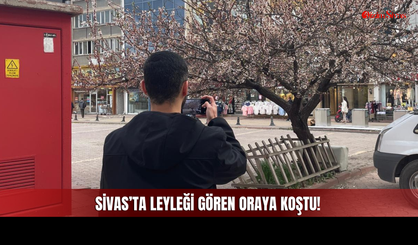 Sivas'ın Göbeğindeki O Ağacı Görenler Durup Bakıyor