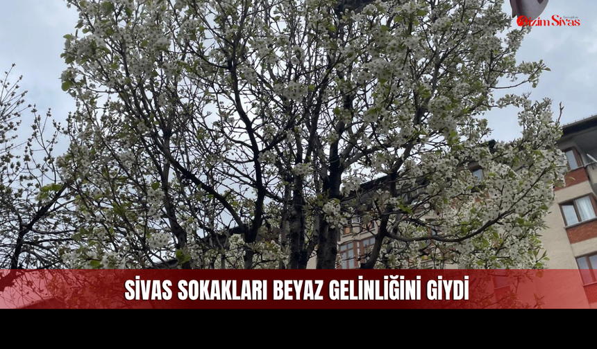 Baharın En Güzel Müjdecisi Sivas’ta Ortaya Çıktı