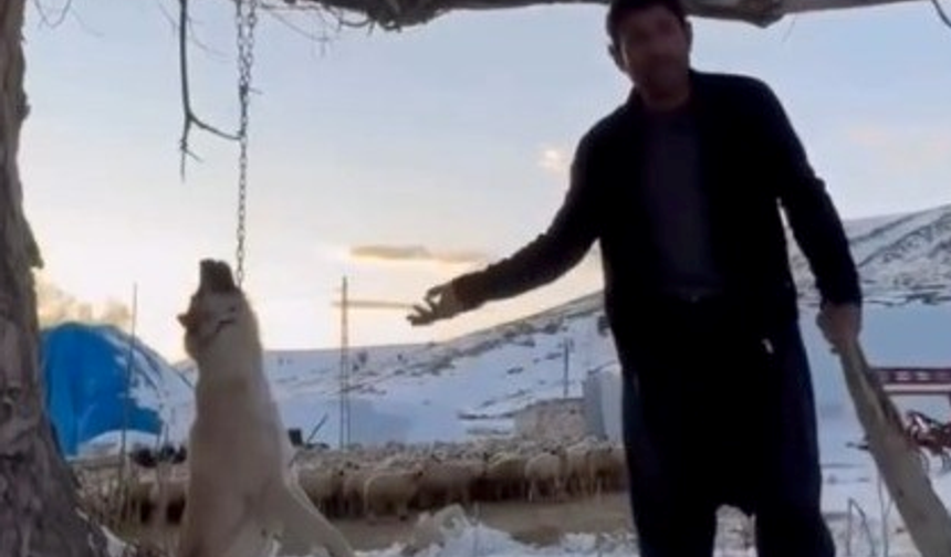 "Yemek yetmiyor" dedi  ağaca astığı köpeğin canına kıydı