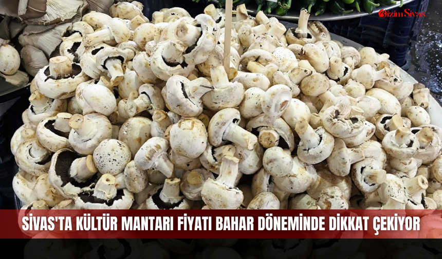 Sivas'ta Kültür Mantarı Fiyatı Bahar Döneminde Dikkat Çekiyor