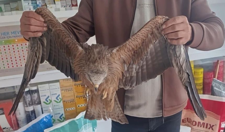 Sivas’ta Yol Kenarında Bulunan Yaralı Kızıl Şahin Koruma Altına Alındı