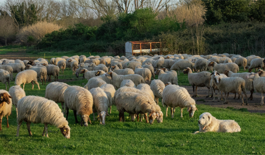 Sivas'ta Devlet Destekli Hayvancılıkta Yeni Dönem Başladı