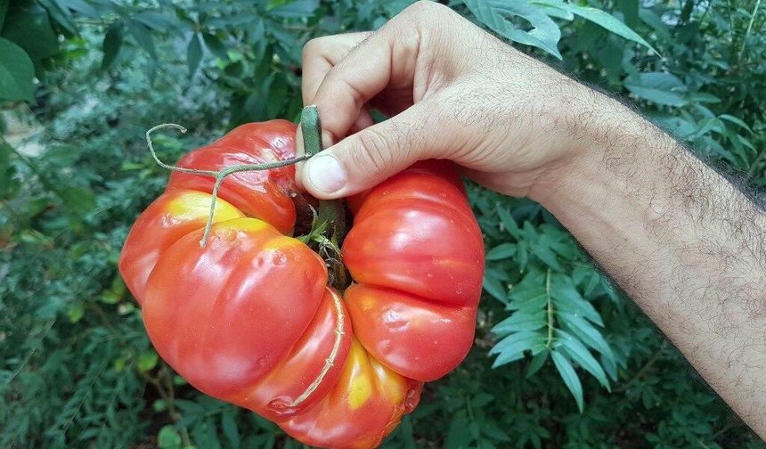 Sivas’ta Yetişiyor, Türkiye’ye Gönderiliyor