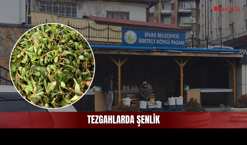 Yılın İlk Madımakları Sivas'ta Tezgahlara Geldi!