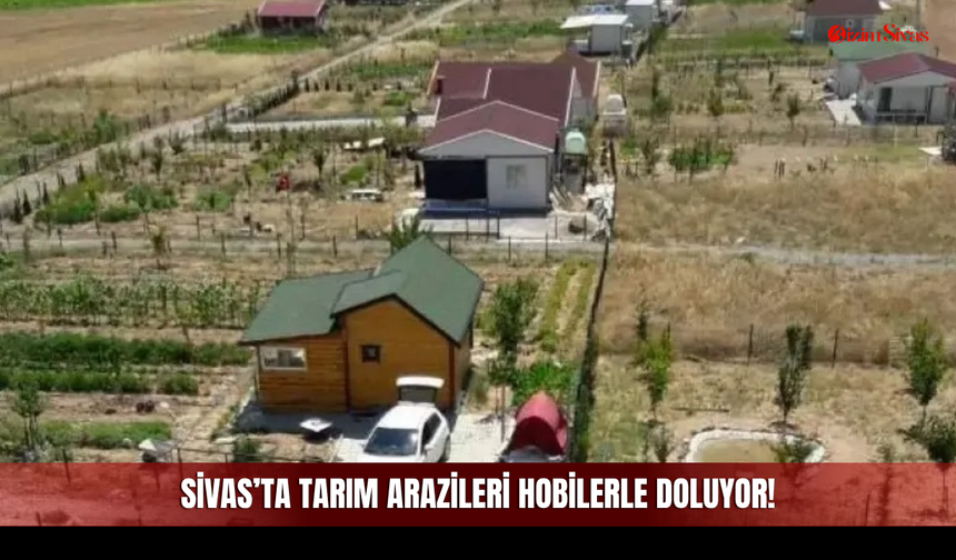 Sivas’ta tarım arazileri hobilerle doluyor!