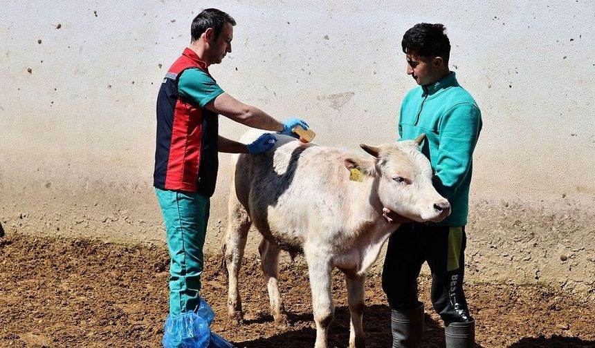 Sivas Valiliği'nden Uyarı: Bahar Geldi, Tehlike Kapıda