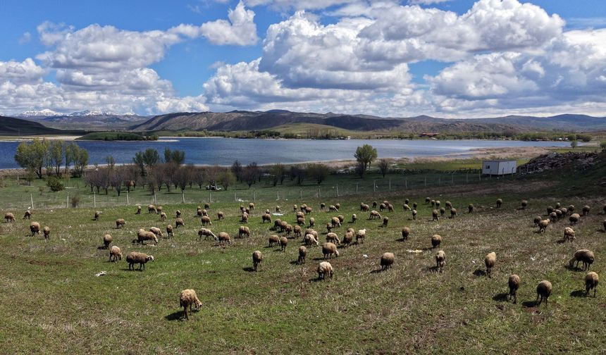 Sivas'ın Uluslararası Tescile Sahip O Gölünde Doğa Canlanıyor!