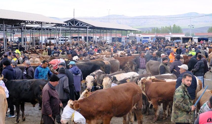 Sivas'taki hayvan pazarında Bayram öncesi yoğunluk