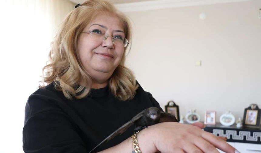 Sivas'ta Şefkatle Yakalanan Kanatlar Hayata Tutundu