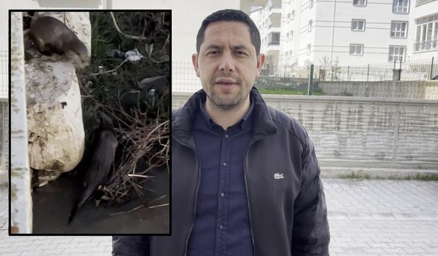Sivas Eğri Köprü’de Su Samuru Ailesi Görüldü