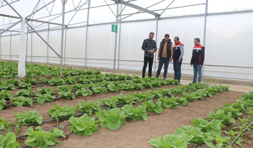23 Dekarlık Serada Yılda 3 Hasat Yapılıyor