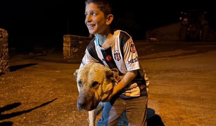 Kangal Köpeği Kral Ayıları Böyle Püskürttü