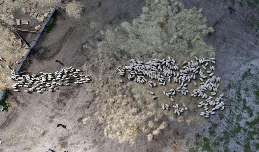 Sivas'ta Kuzular Onlarca Koyununun İçinde Annelerini Böyle Buluyor!