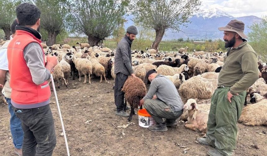Çoban Sorununu Bakın Nasıl Çözdüler?
