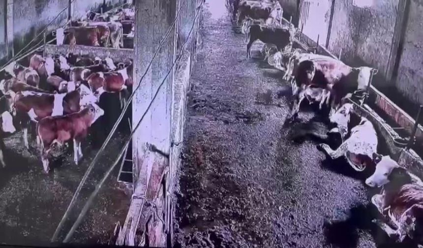Gürün’de meydana gelen depremi inekler hissetti