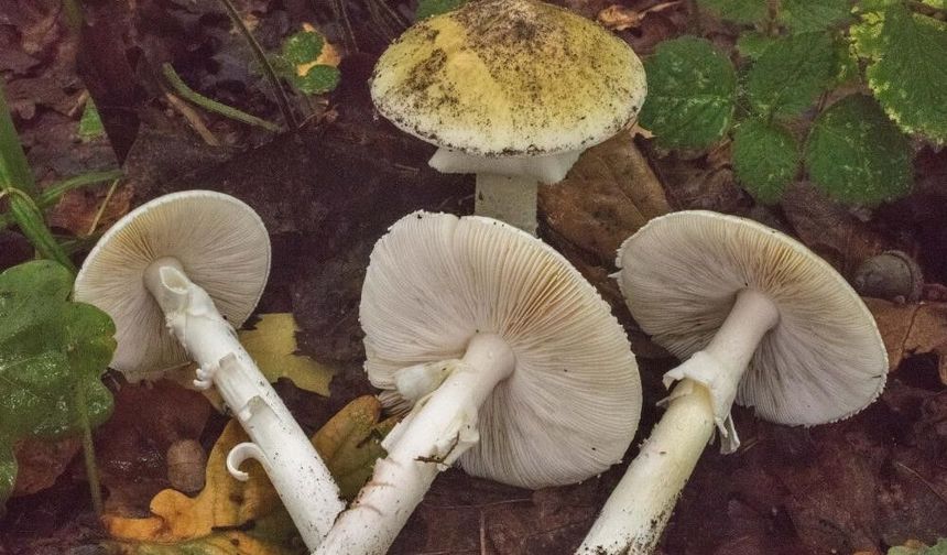 Doğadaki Mantarları Kontrolsüz Tüketmeden Önce Bunları Bilmelisiniz!