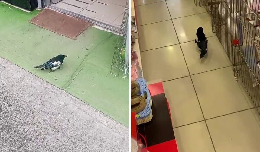 Sivas'ta yağmurdan kaçan yavru karga iş yerine sığındı