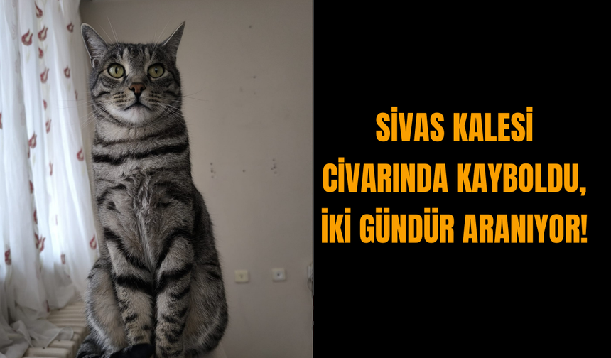 Sivas Kalesi Civarında Kayboldu, İki Gündür Aranıyor!