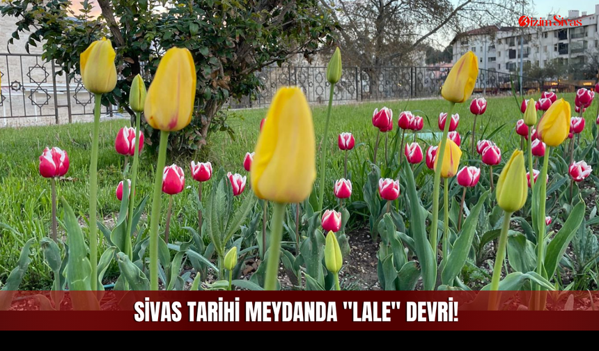 Sivas'ta Baharın En Zarif Müjdecisi Geldi