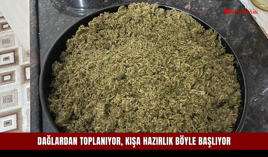 Dağlardan toplanıyor, kışa hazırlık böyle başlıyor