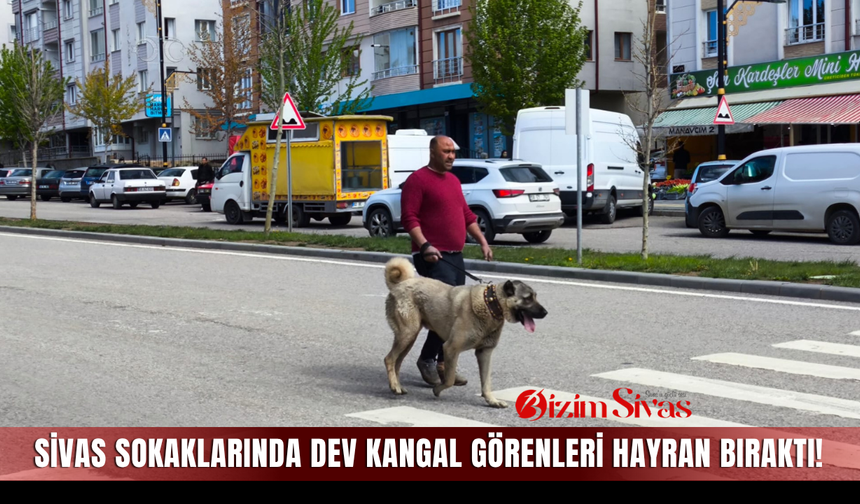 Sivas sokaklarında dev Kangal görenleri hayran bıraktı!