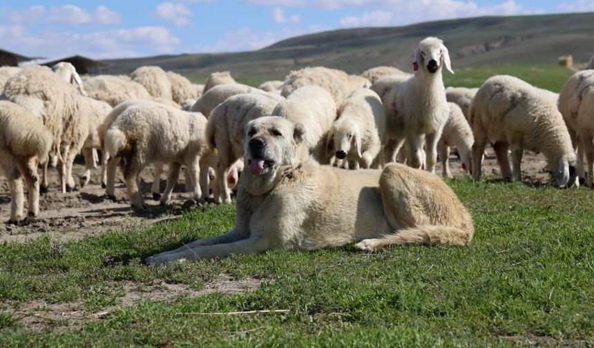 Sivas’ta Alarm Veren Düşüş! 1 Milyonun Altına Geriledi