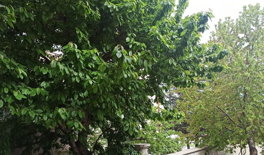 Sivas’ta Meyve Ağaçları Bu Yıl Dolu Dolu