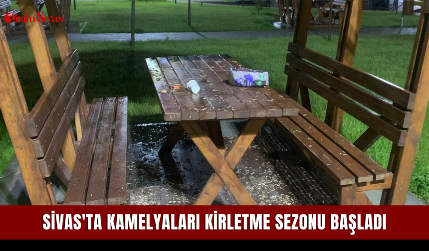 Sivas'ta kamelyaları kirletme sezonu başladı