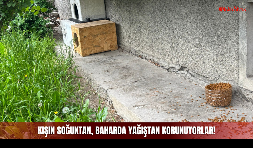 Kışın Soğuktan, Baharda Yağıştan Korunuyorlar!