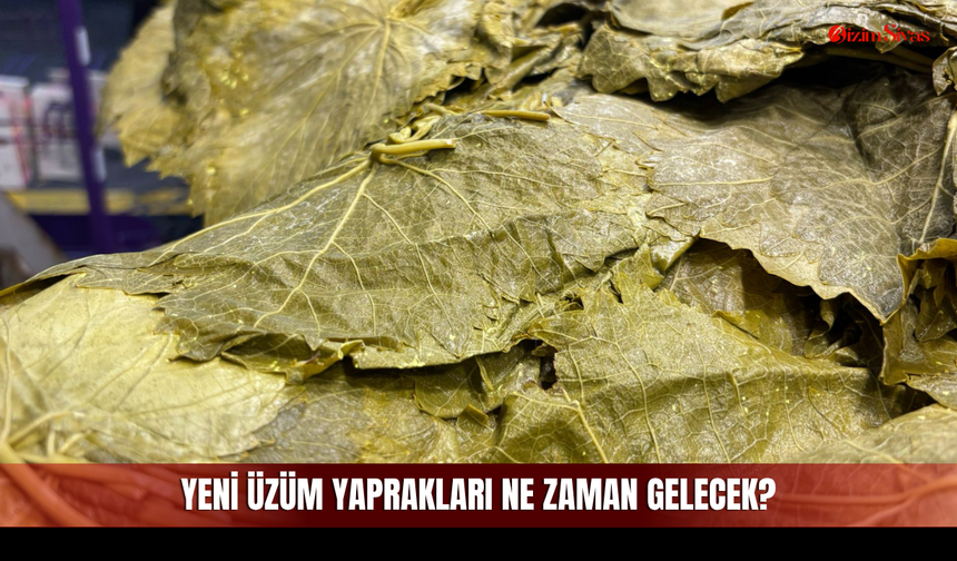Sivas'ta Yeşil Altın Mesaisi Başladı!