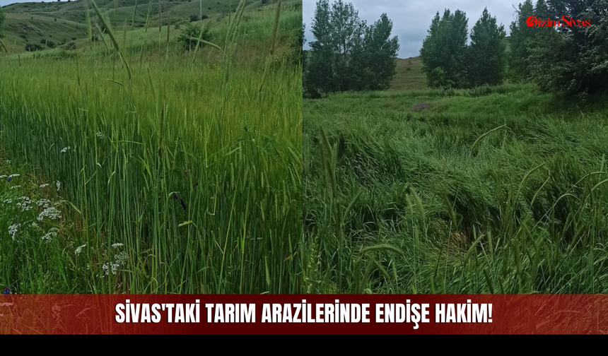 Sivas'taki Tarım Arazilerinde Endişe Hakim!
