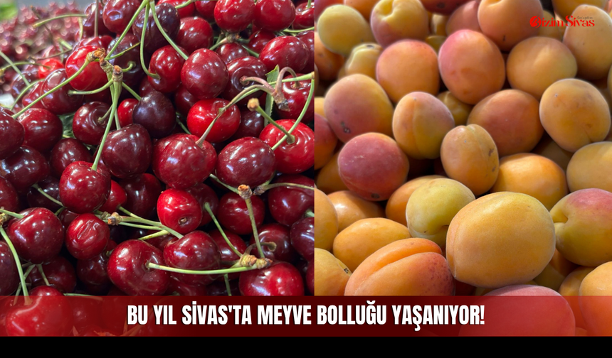Bu Yıl Sivas'ta Meyve Bolluğu Yaşanıyor!