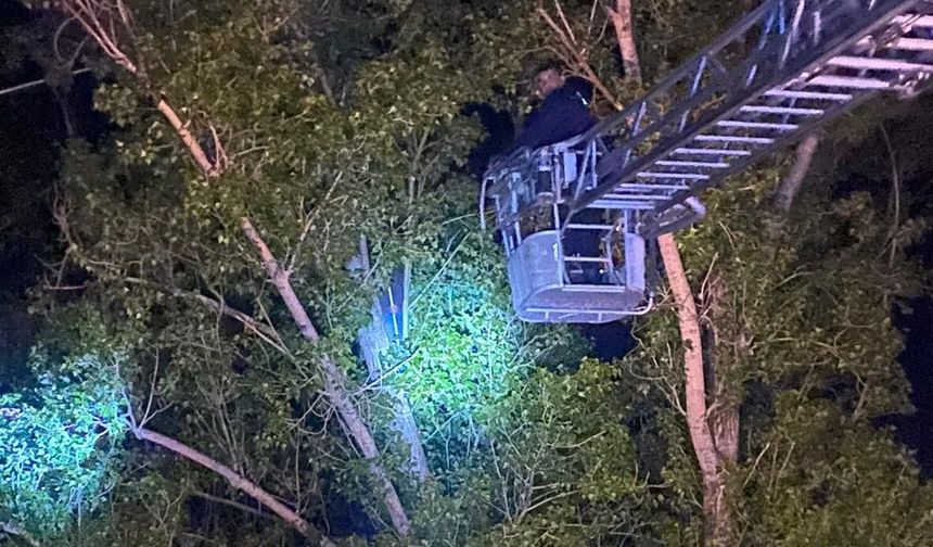 Şarkışla'da dron için ağaca çıktı, inemedi!