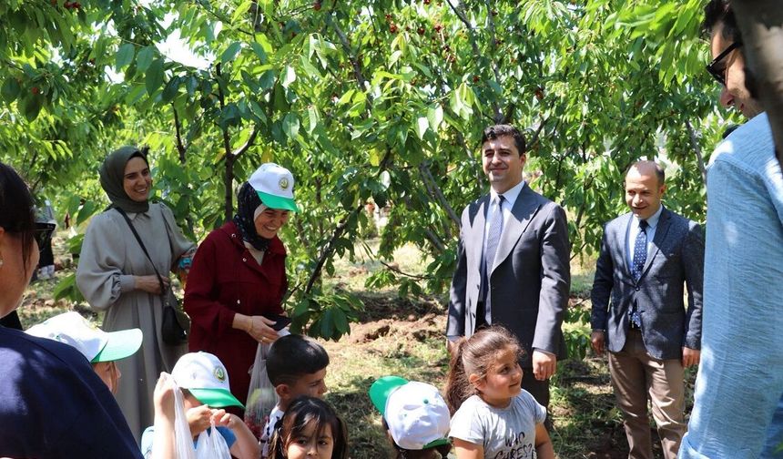 Suşehri'nde kiraz toplama etkinliği düzenlendi