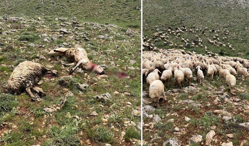 Sivas’ta koyun sürüsünün üzerine yıldırım düştü