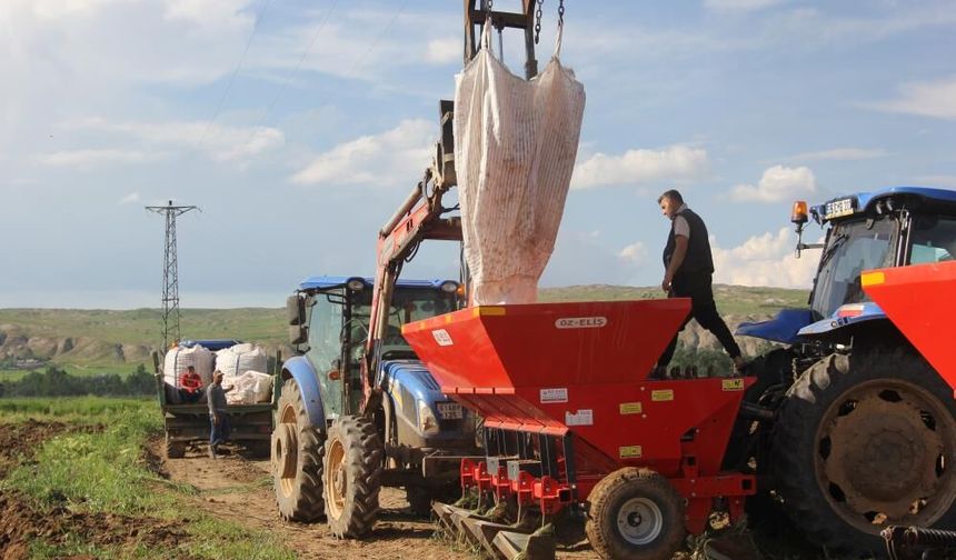 Zara’da patates ekimi başladı, hedef 75 bin ton üretim