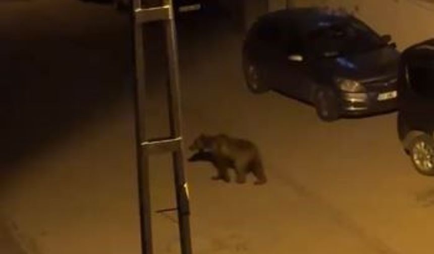 Sivas Zara’da ayı paniği büyüyor! Gece sokaklarda görüntülendi