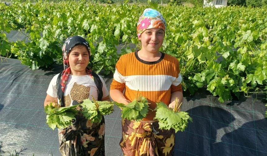 Üzümden önce yaprak hasadı başladı