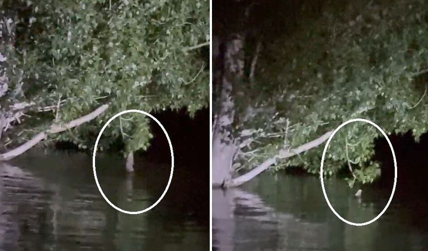 Sivas'ta balık ağaca çıktı