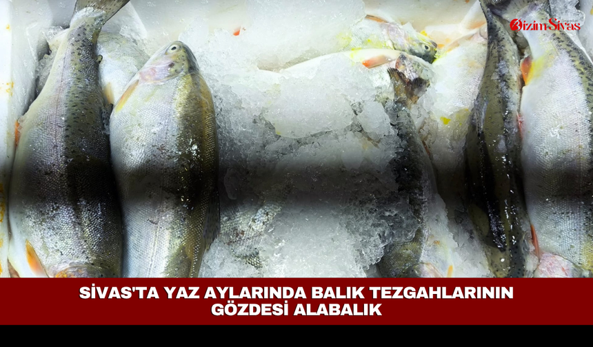Sivas'ta yaz aylarında balık tezgahlarının gözdesi alabalık