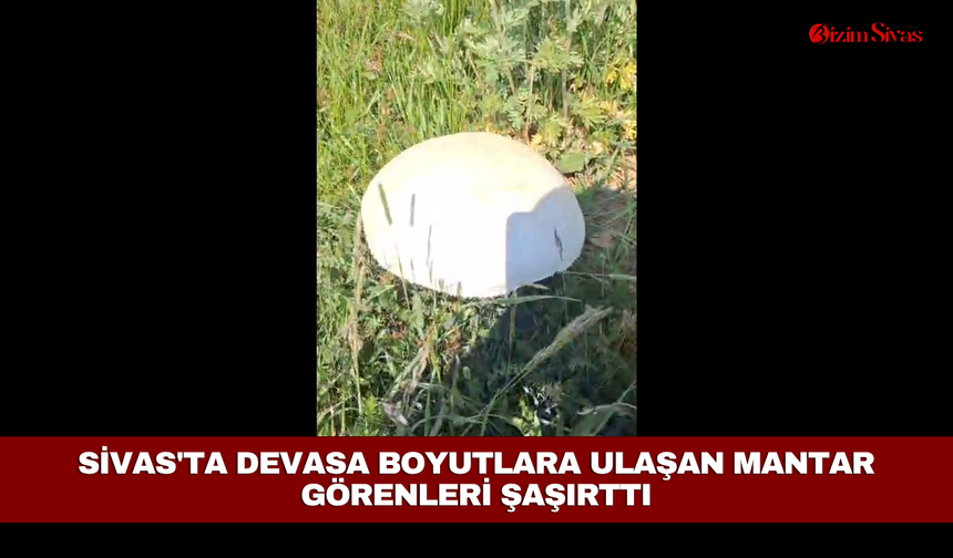 Sivas'ta devasa boyutlara ulaşan mantar görenleri şaşırttı
