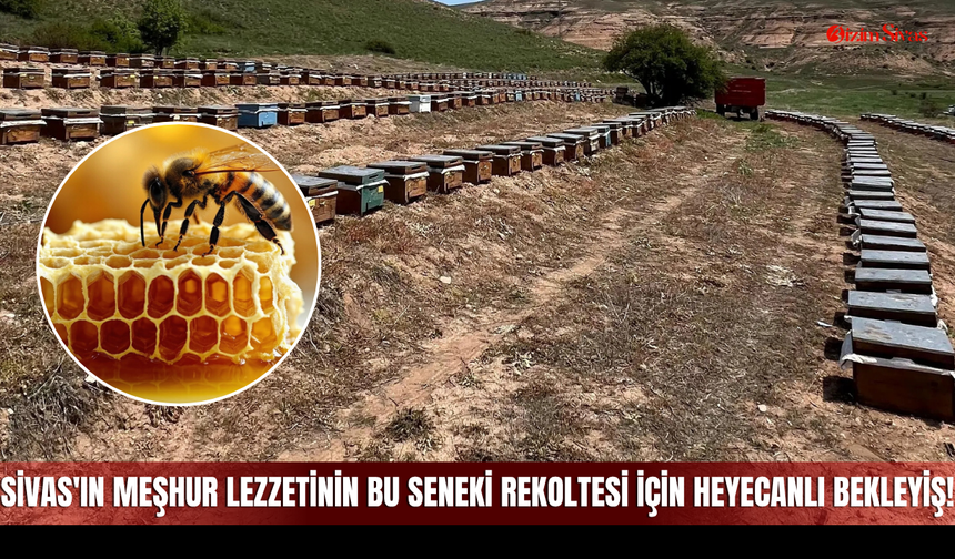 Sivas'ın Meşhur Lezzetinin Bu Seneki Rekoltesi İçin Heyecanlı Bekleyiş!